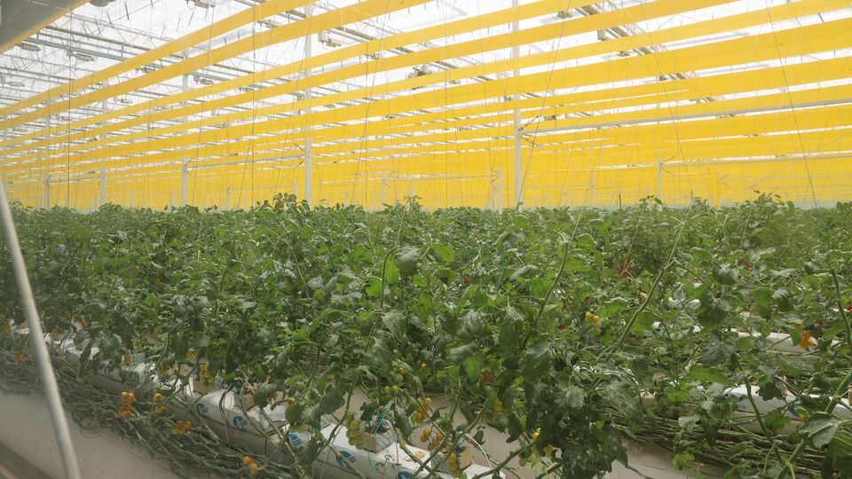 SCO Secretary-General Nurlan Yermekbayev Visits the SCO Demonstration Base for Agricultural Technology Exchange and Training in Yangling